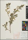 Foto von Salix linearifolia E. L. Wolf